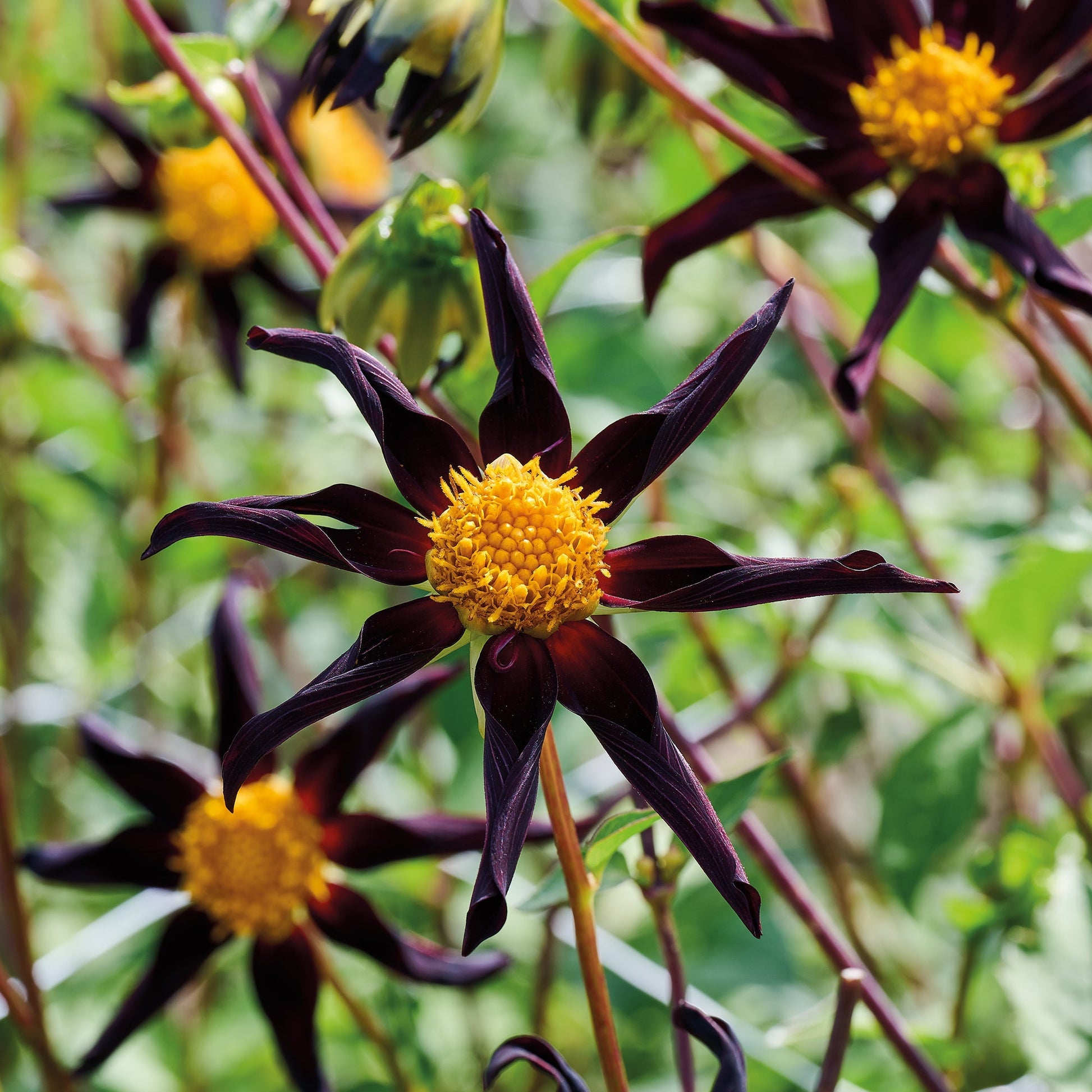 Dahlia 'Honka Black'