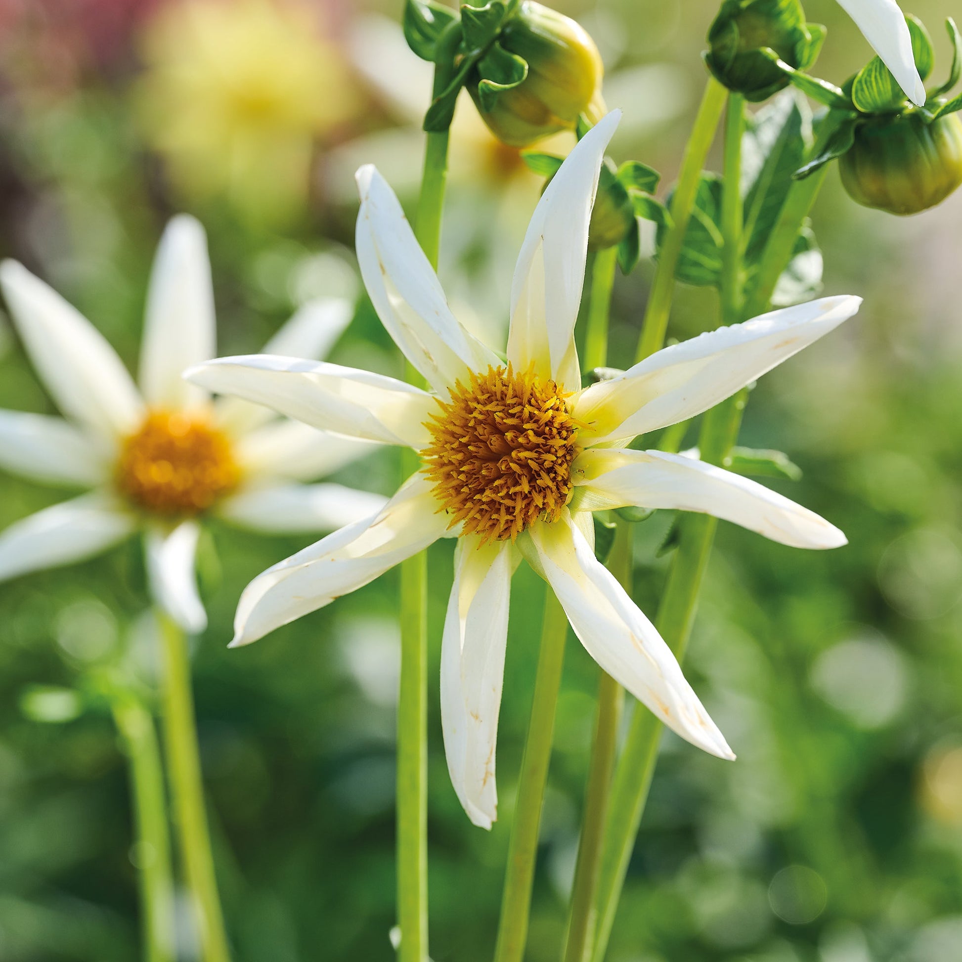 Dahlia 'Honka Crème'