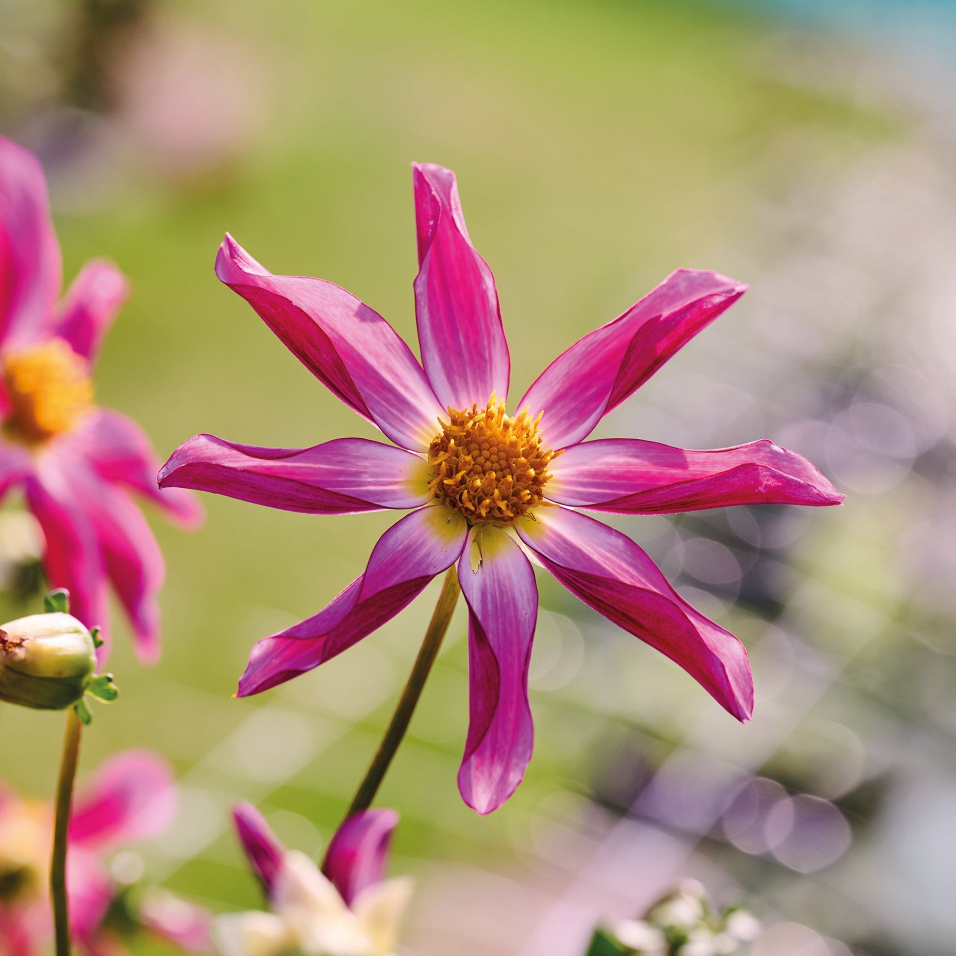 Dahlia 'Honka Pink'