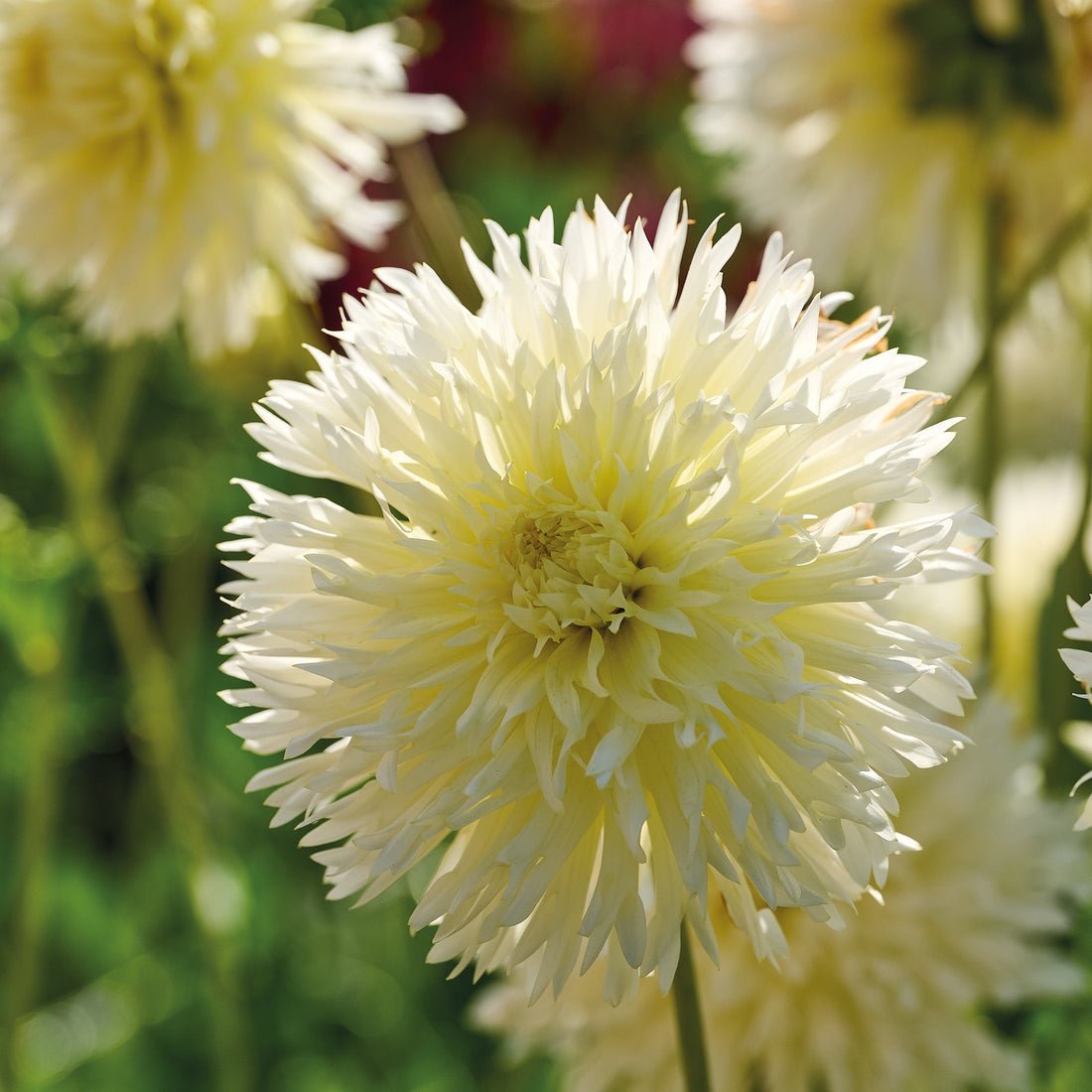 Dahlia 'Ice Crystal'