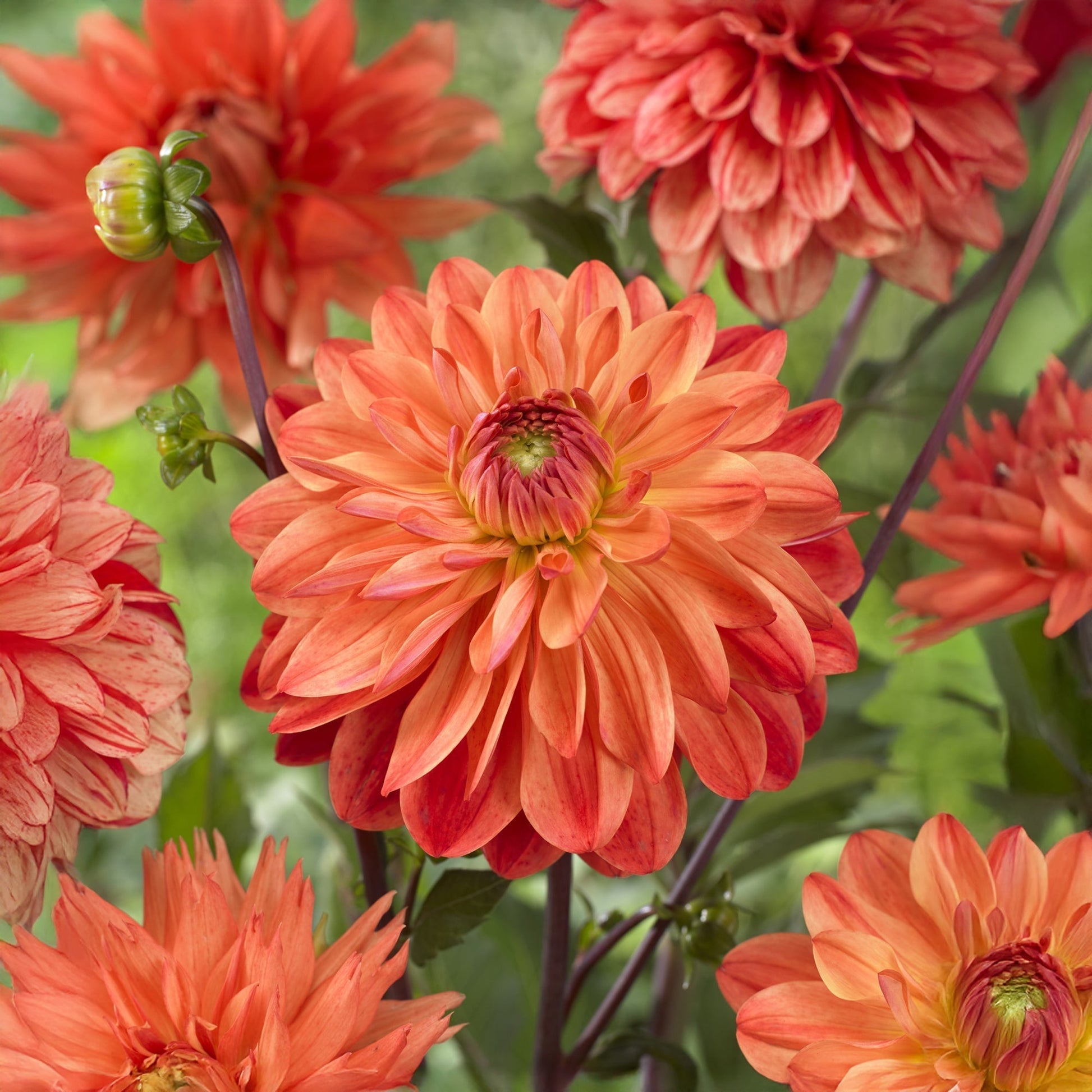 Dahlia 'Kees Verkade'