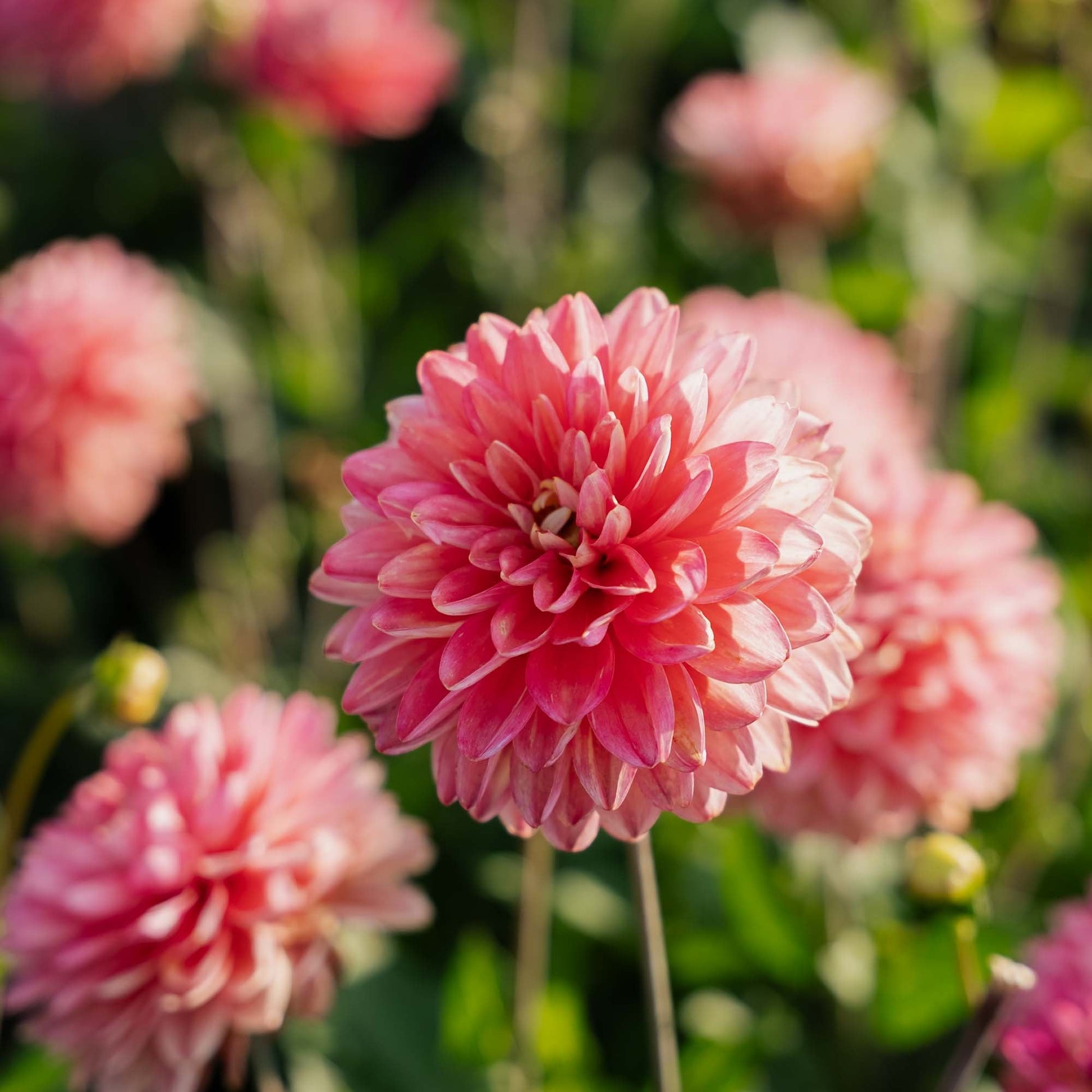 Dahlia 'Melody Allegro'