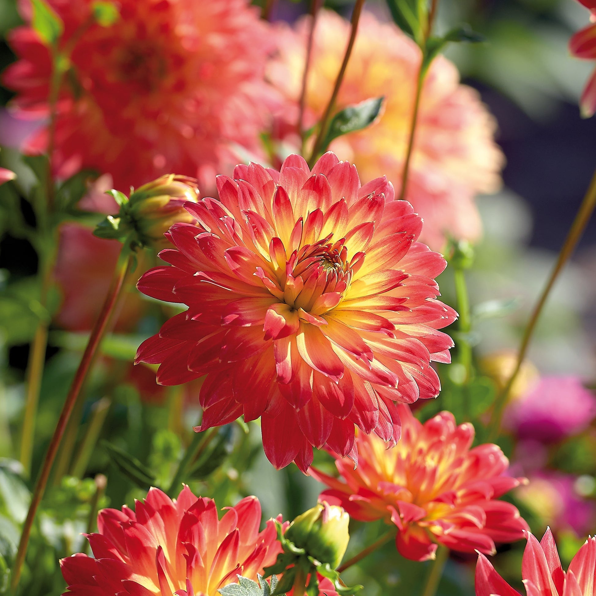 Dahlia 'Procyon'