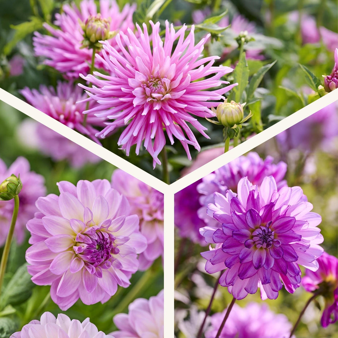 Dahliamix 'All pink mix'