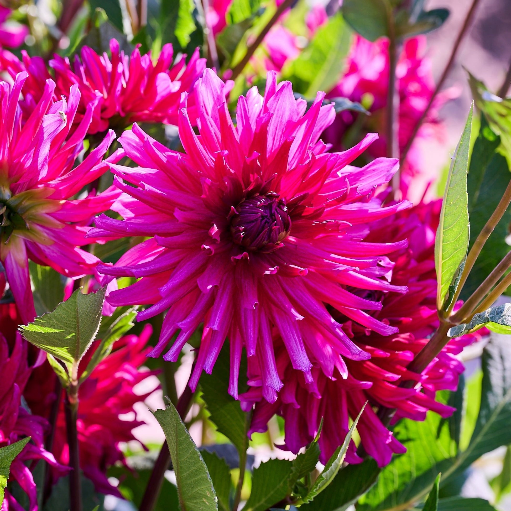 Dahliamix 'All purple mix'