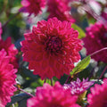 Dahliamix 'All purple mix'