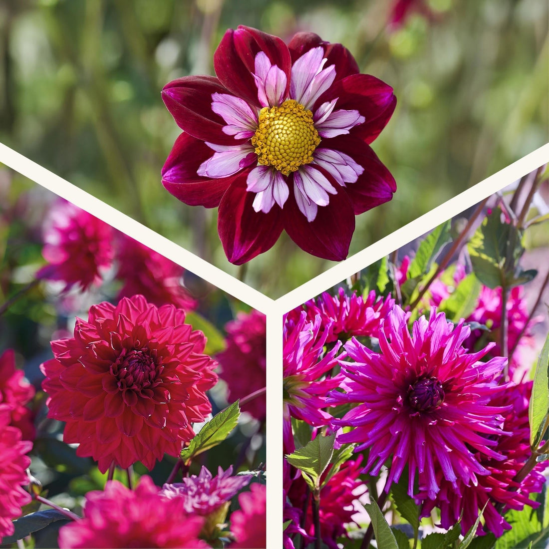 Dahliamix 'All purple mix'