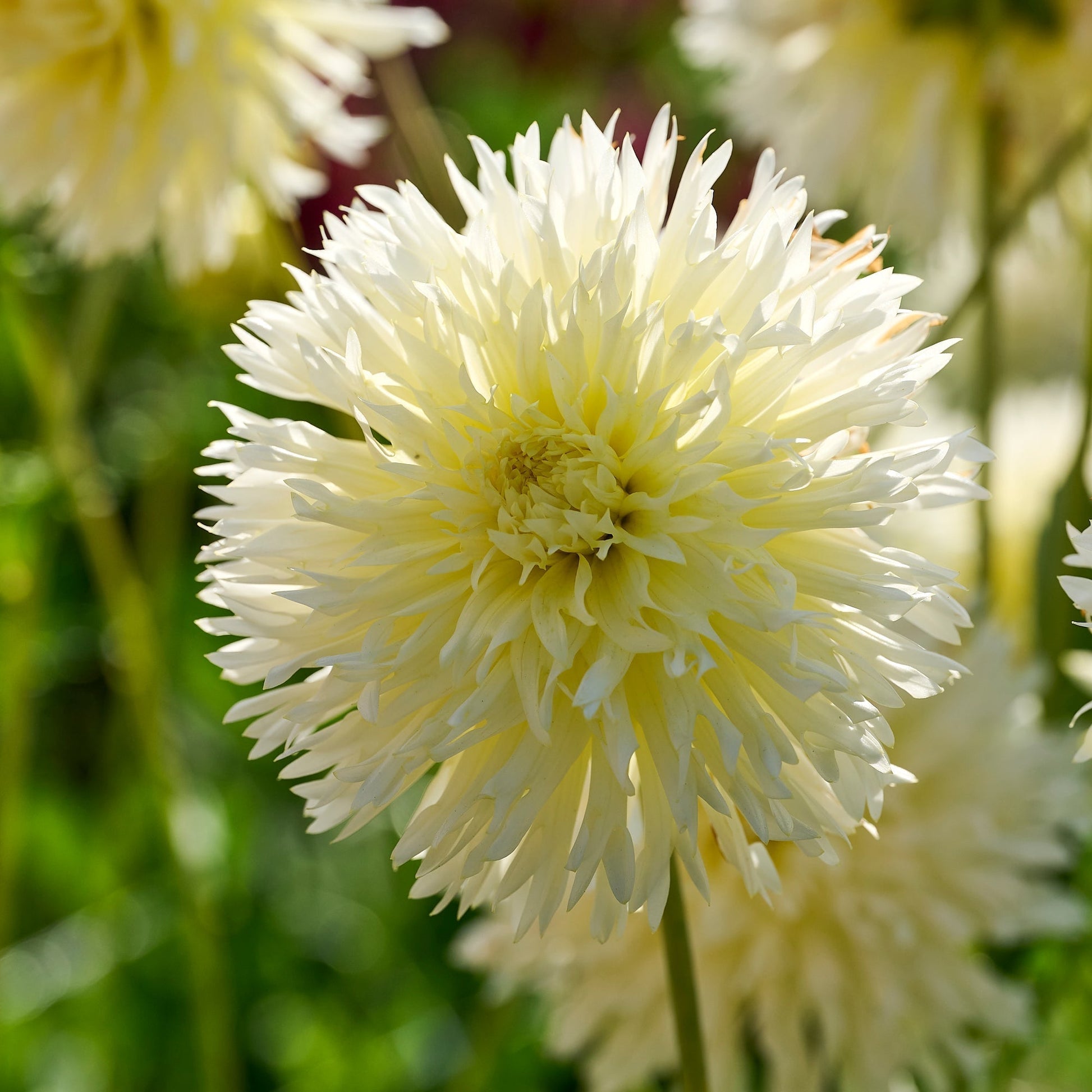 Dahliamix 'All white mix'