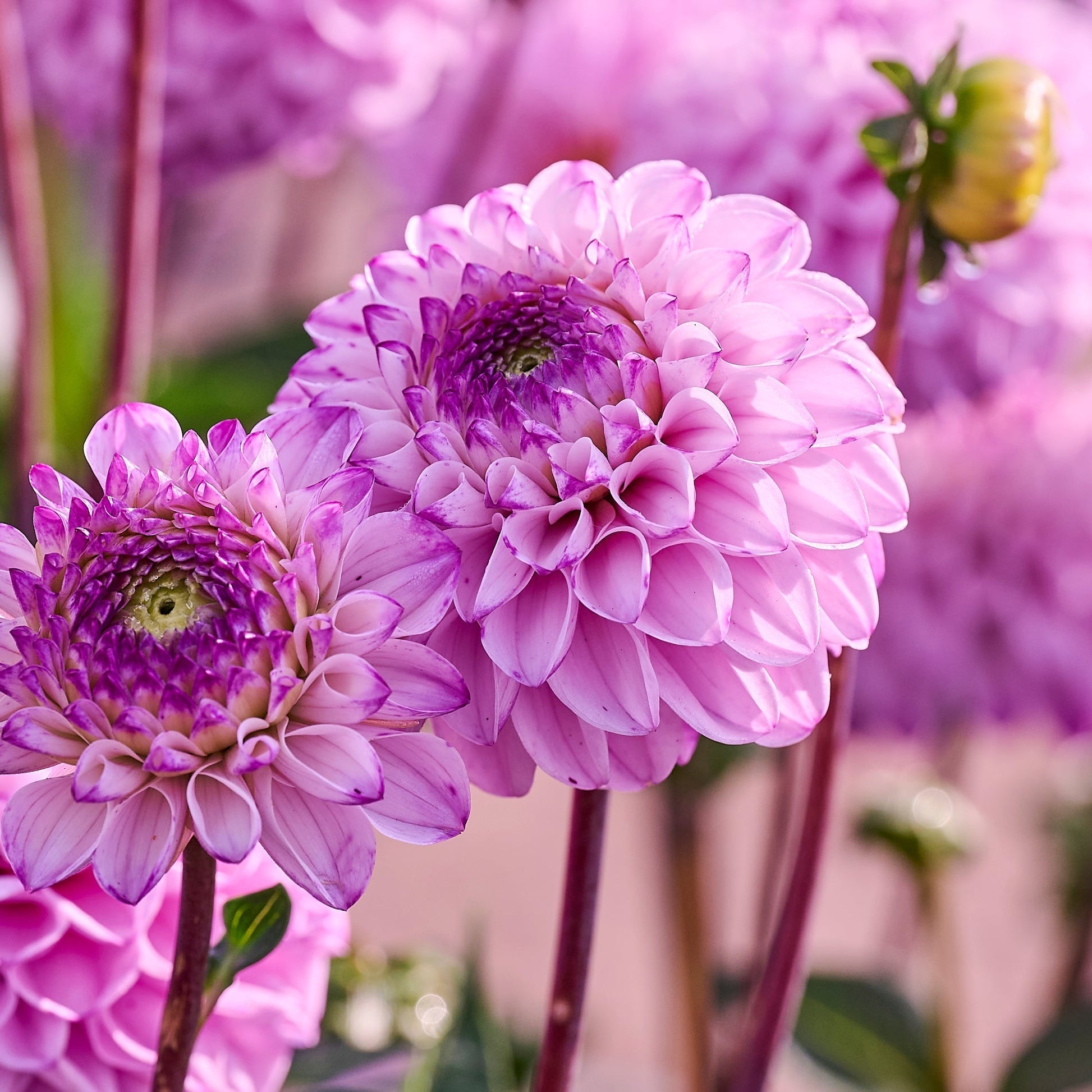 Dahliamix 'Ball Mix'