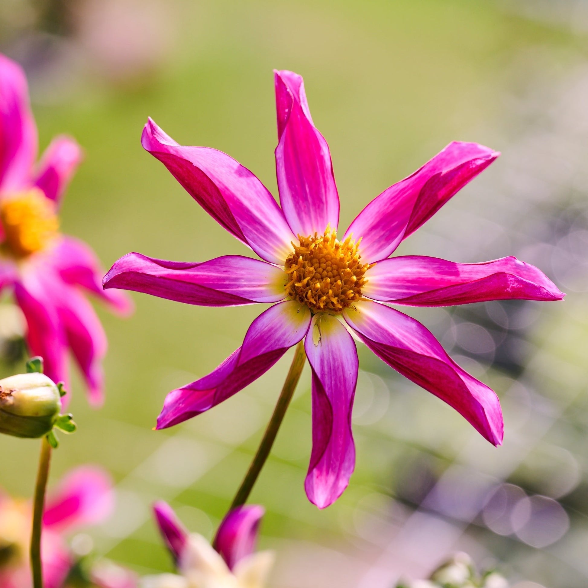 Dahliamix 'Dahlia Honka mix'