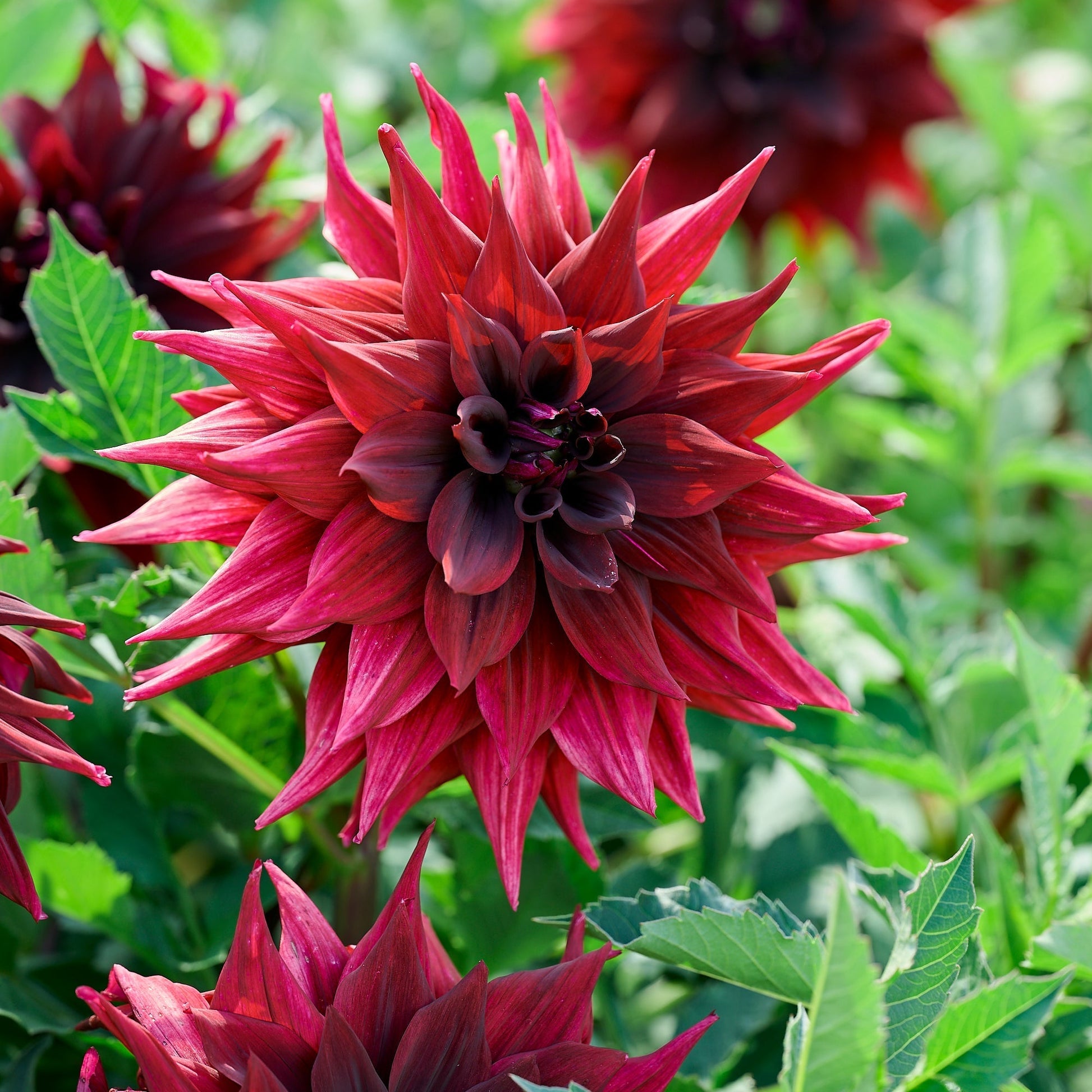 Dahliamix 'Dark mix'