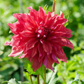 Dahliamix 'Large flowering Mix'
