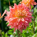 Dahliamix 'Large flowering Mix'
