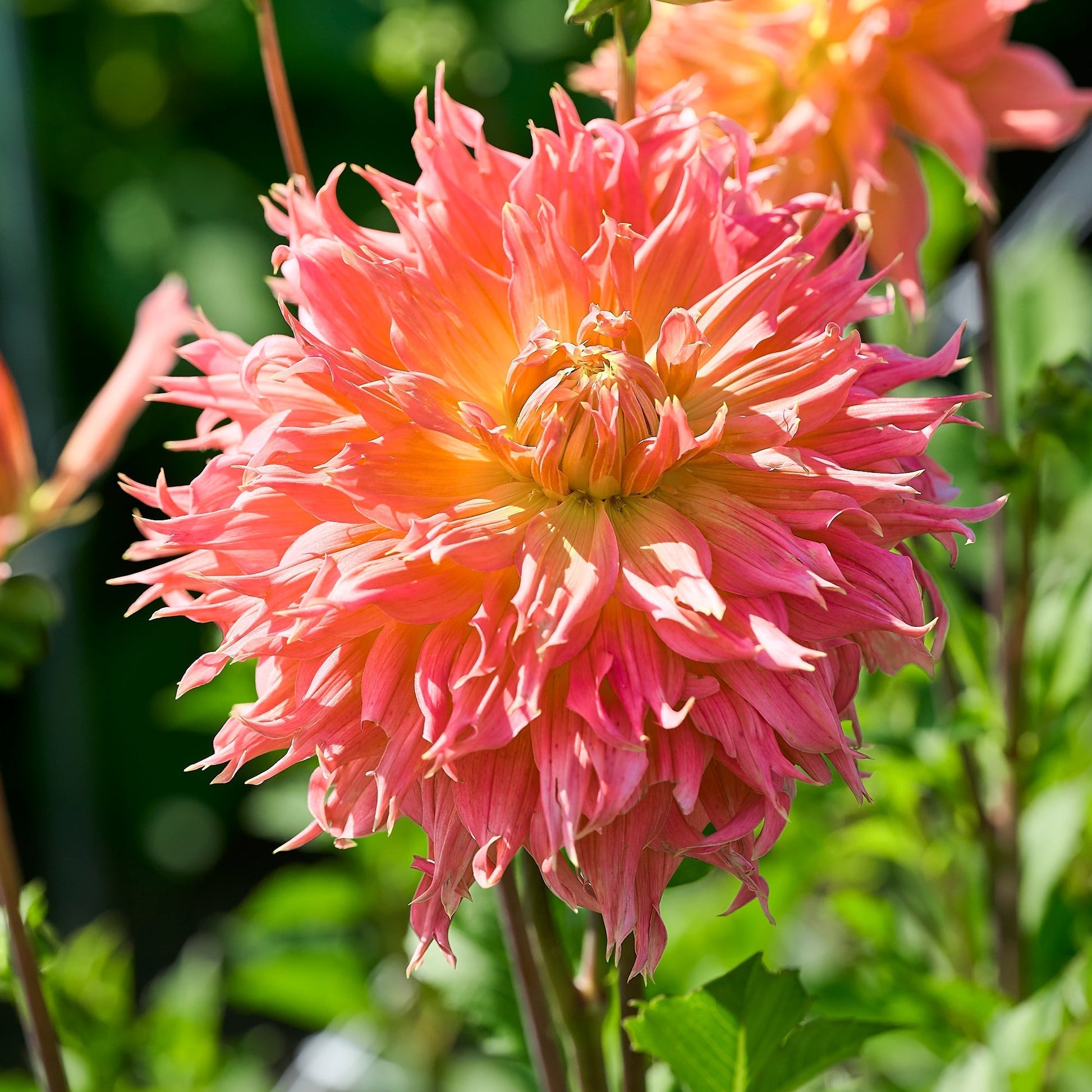 Dahliamix 'Large flowering Mix'