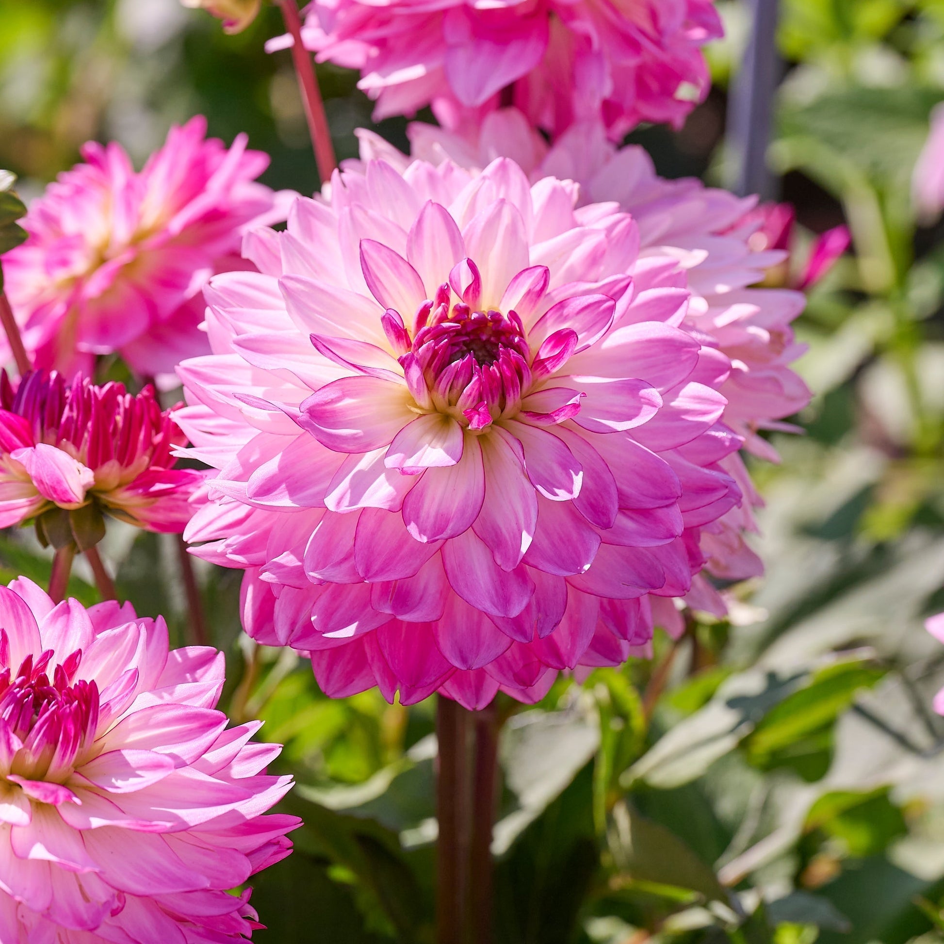 Dahliamix 'Pink mix'
