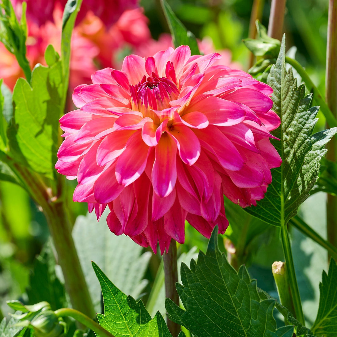 Dahliamix 'Pink mix'