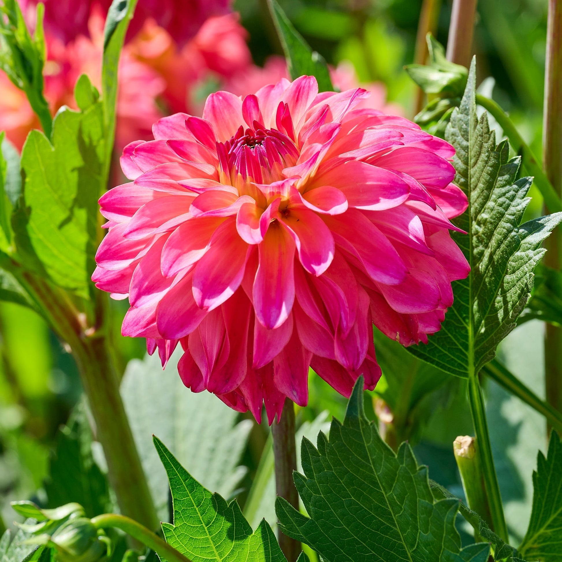 Dahliamix 'Pink mix'