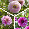 Dahliamix 'Pink/Purple mix'