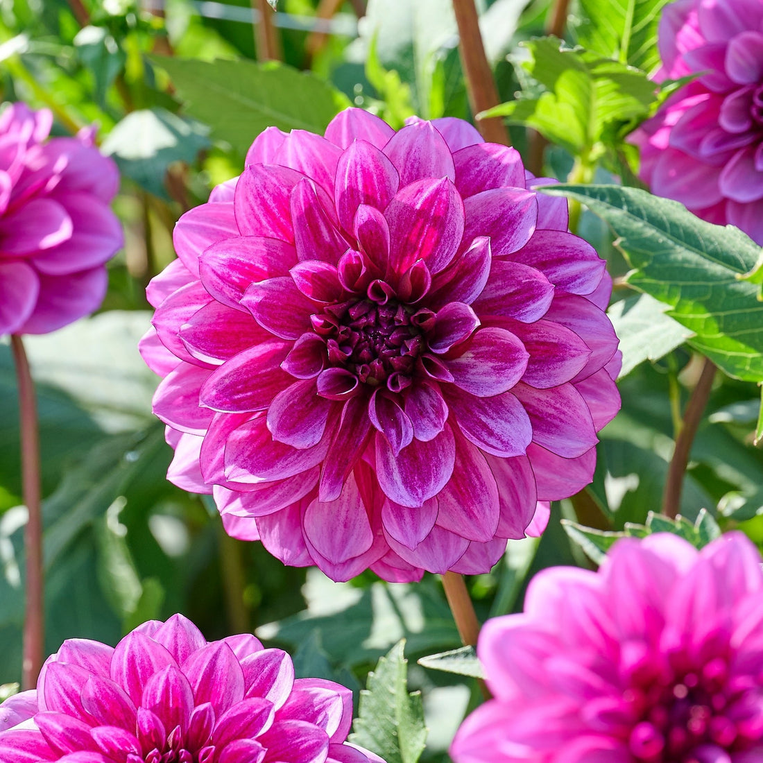 Dahliamix 'Pink/Purple mix'