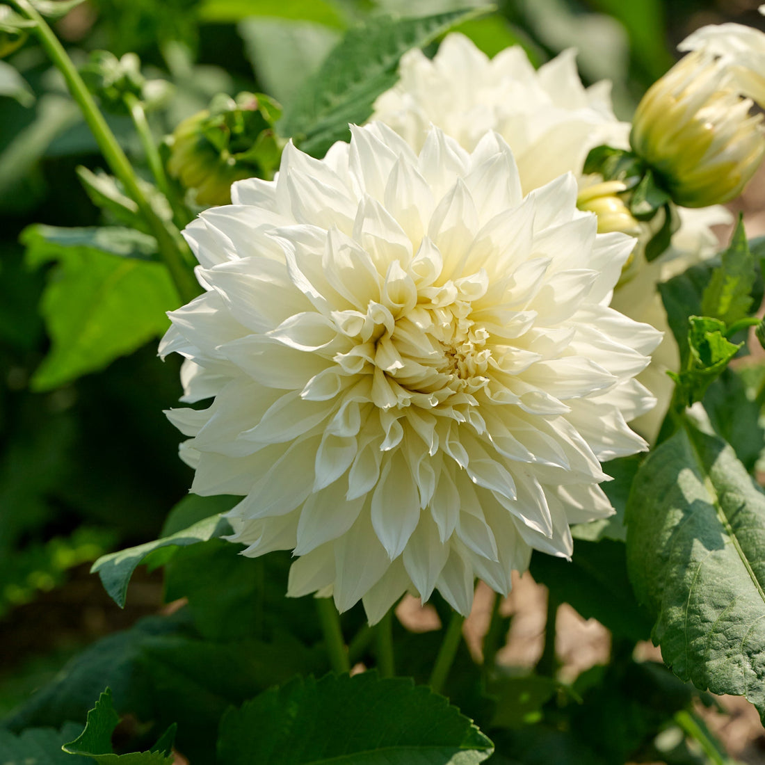 Dahliamix 'Pink/White mix'