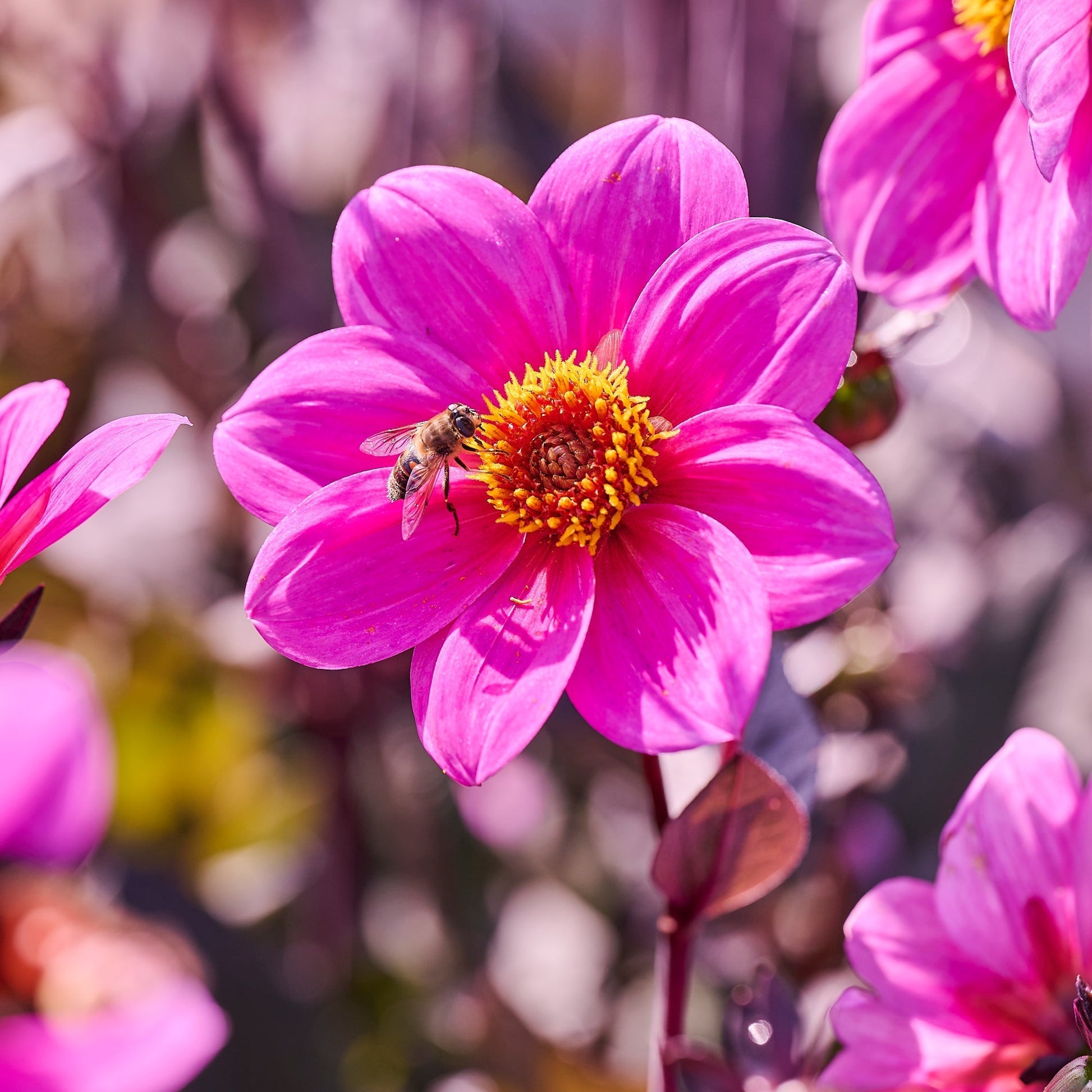 Dahliamix 'Single Dahliamix'