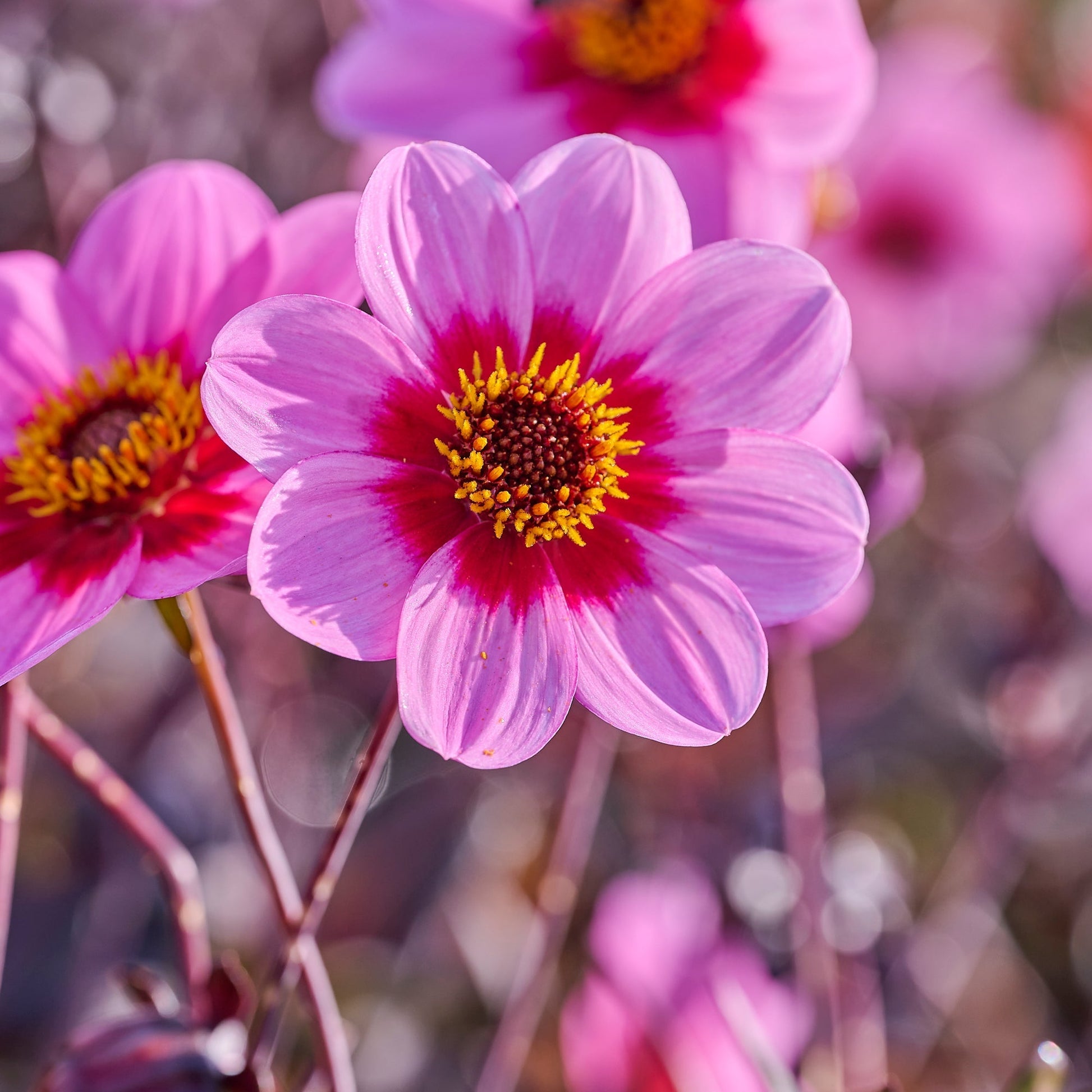 Dahliamix 'Single Dahliamix'