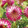 Dahliamix 'Soft pink mix'