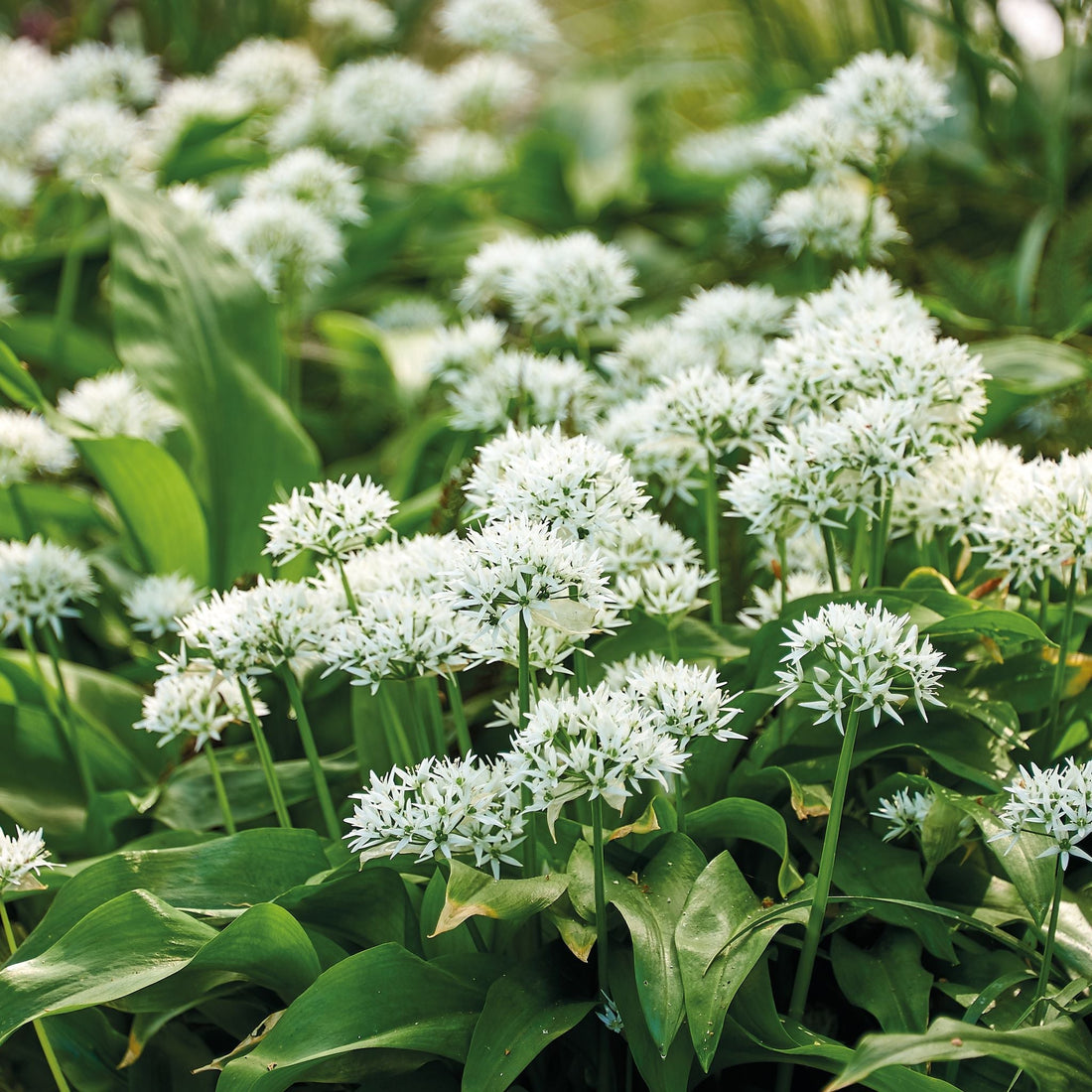 Daslook, Allium 'Ursinum'