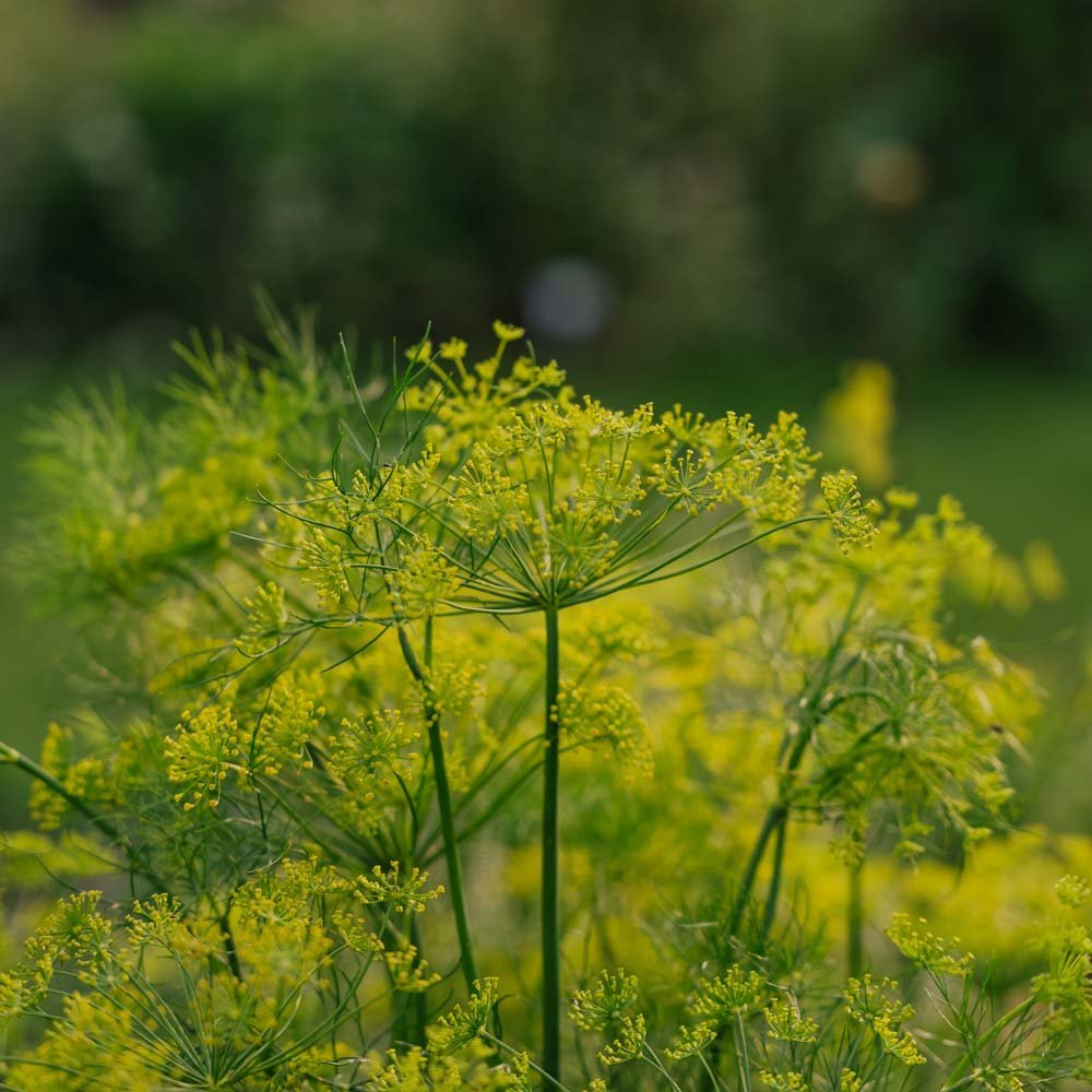 Dillezaden - 300 biologische zaden