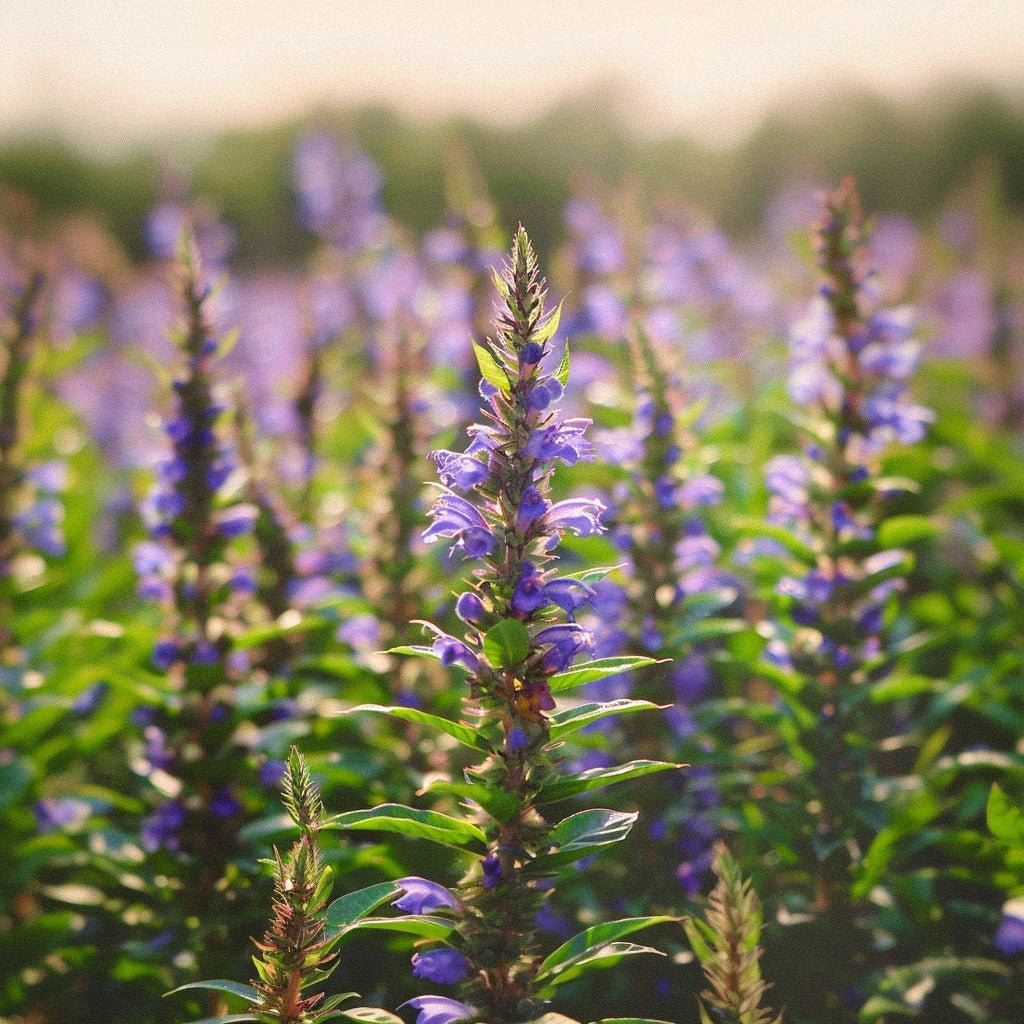 Drakenkop zaden 'Moldavian Dragonhead' - 150 biologische zaden