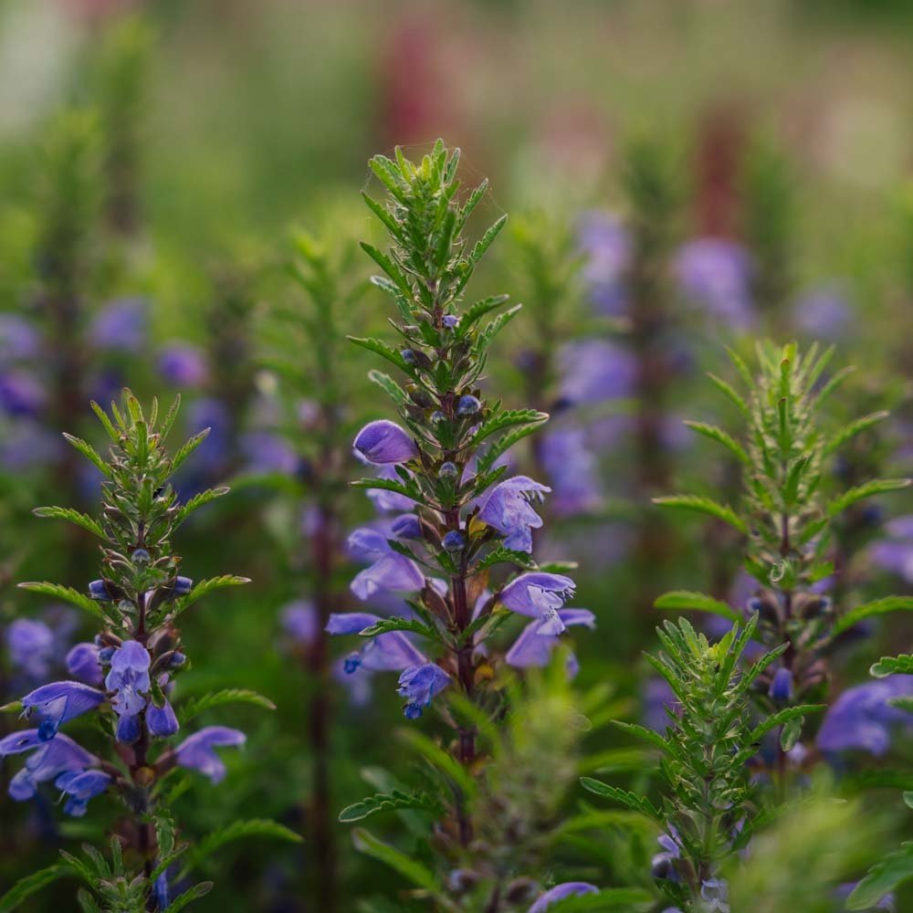 Drakenkop zaden 'Moldavian Dragonhead' - 150 biologische zaden