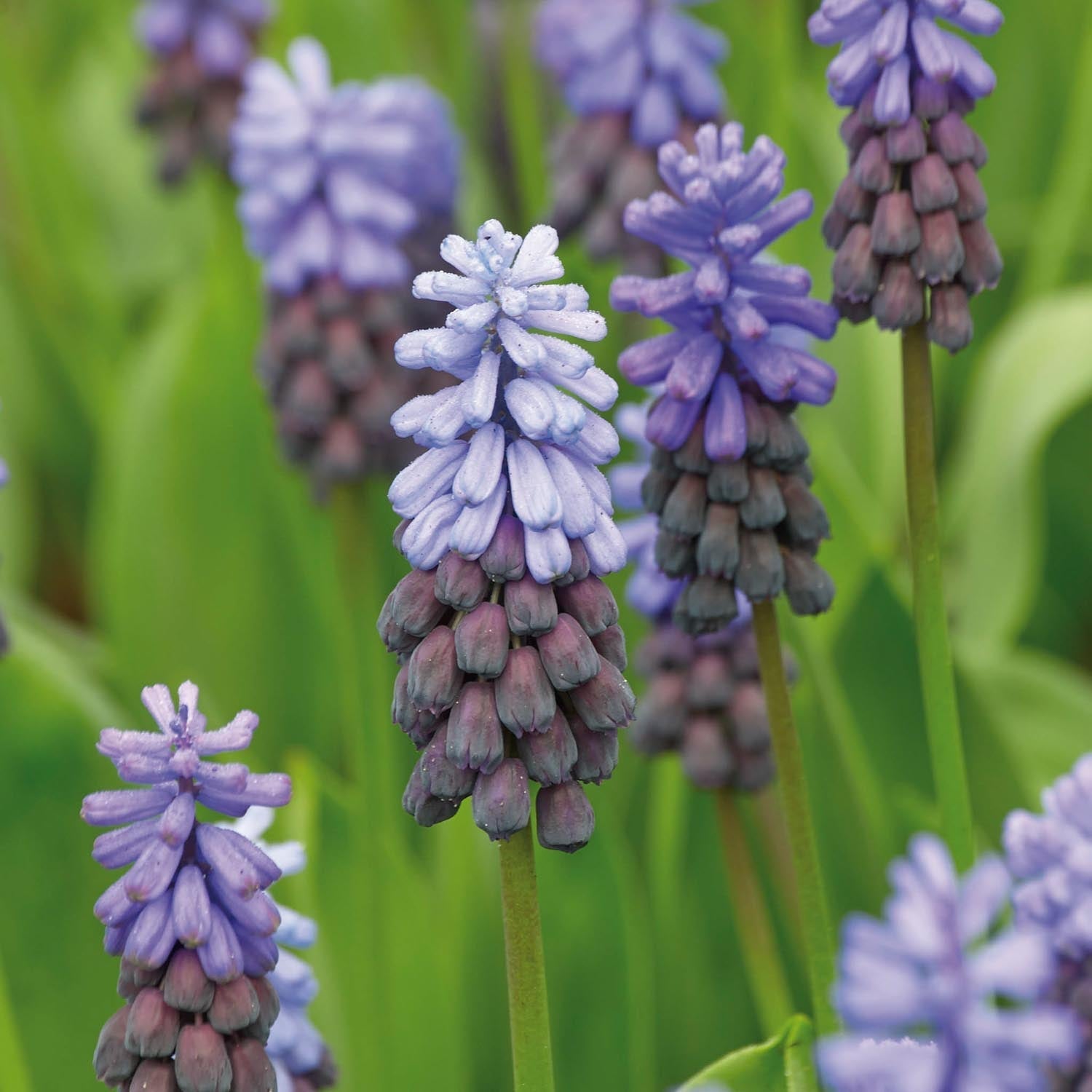 Druifhyacint, Muscari 'Latifolium'