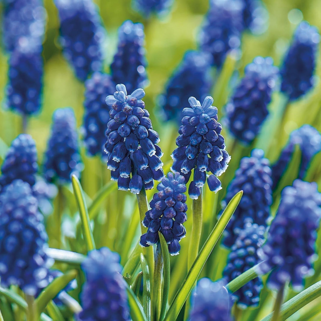 Druifhyacint, Muscari 'Night Eyes'