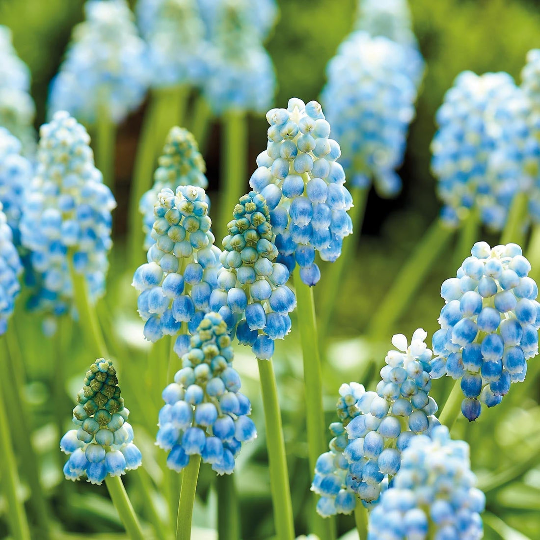 Druifhyacint, Muscari 'Peppermint'