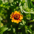 Dwerg - zinnia zaden - 50 biologische zaden