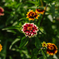 Dwerg - zinnia zaden - 50 biologische zaden