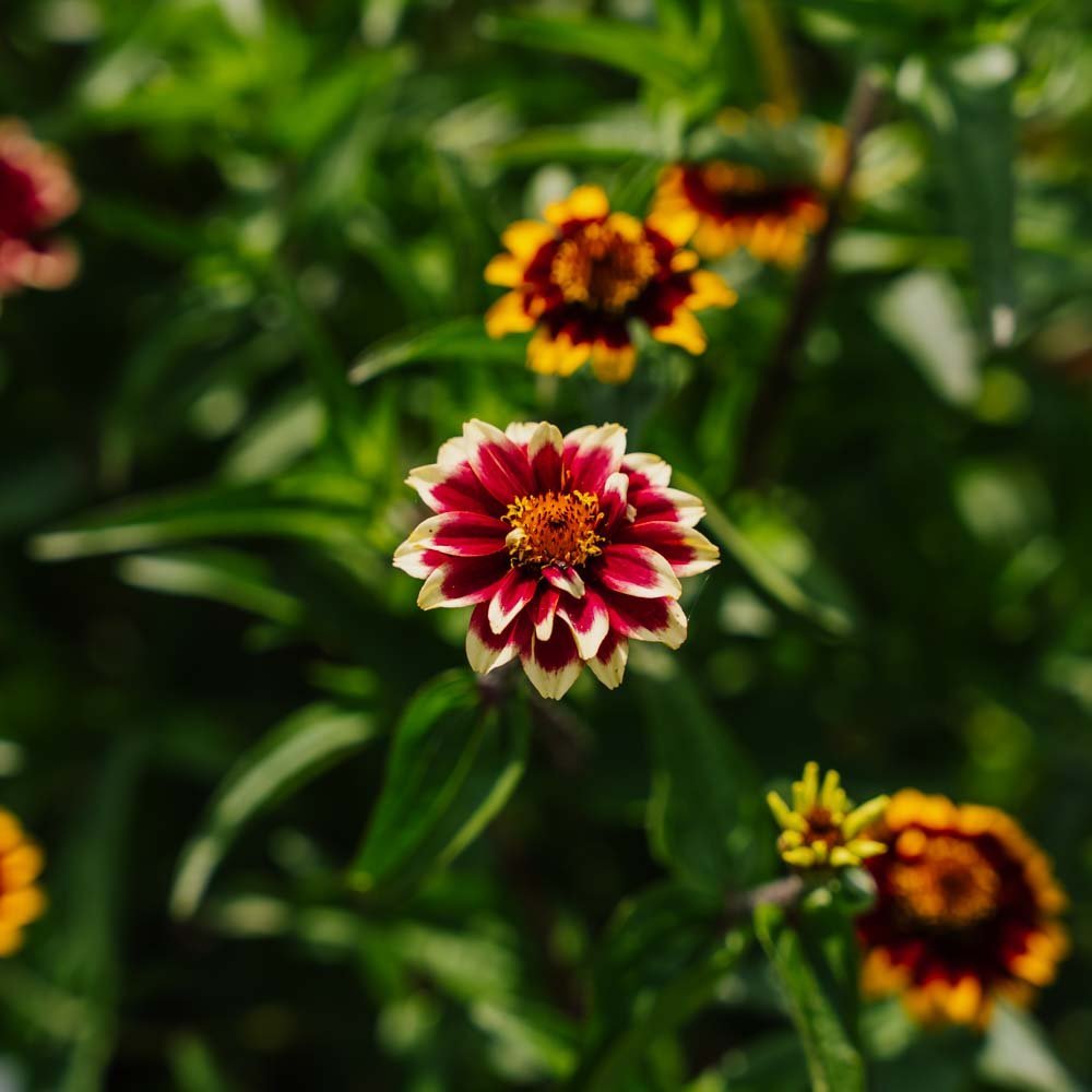 Dwerg - zinnia zaden - 50 biologische zaden