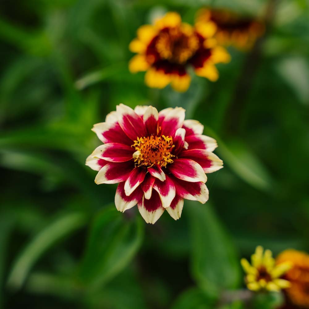 Dwerg - zinnia zaden - 50 biologische zaden