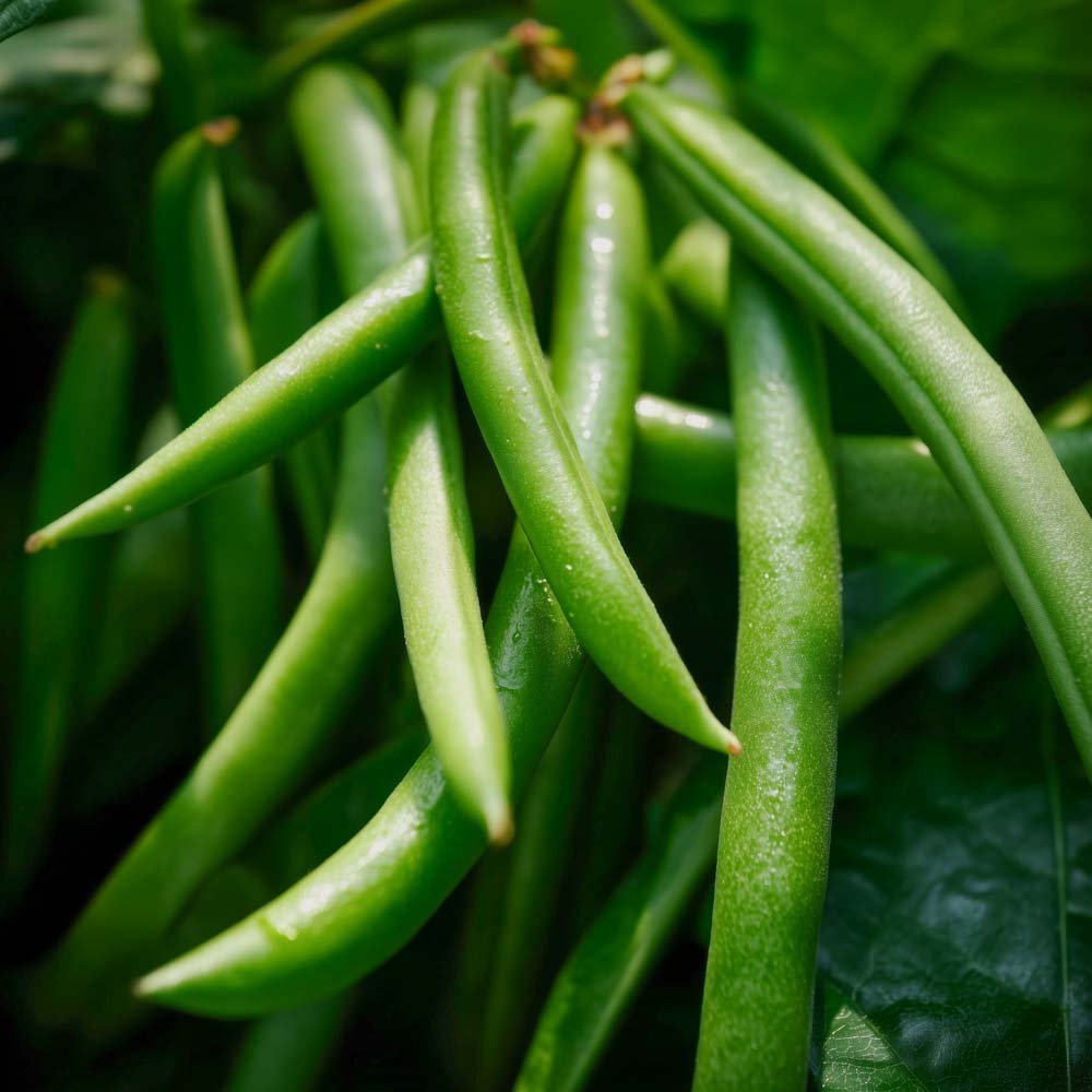 Dwergbonenzaden 'Domino' - 15 biologische zaden