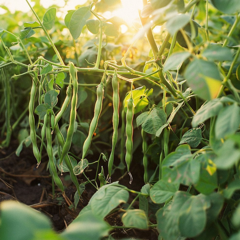 Dwergbonenzaden 'Faraday' - 15 biologische zaden