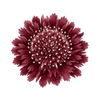 Bloemzaden