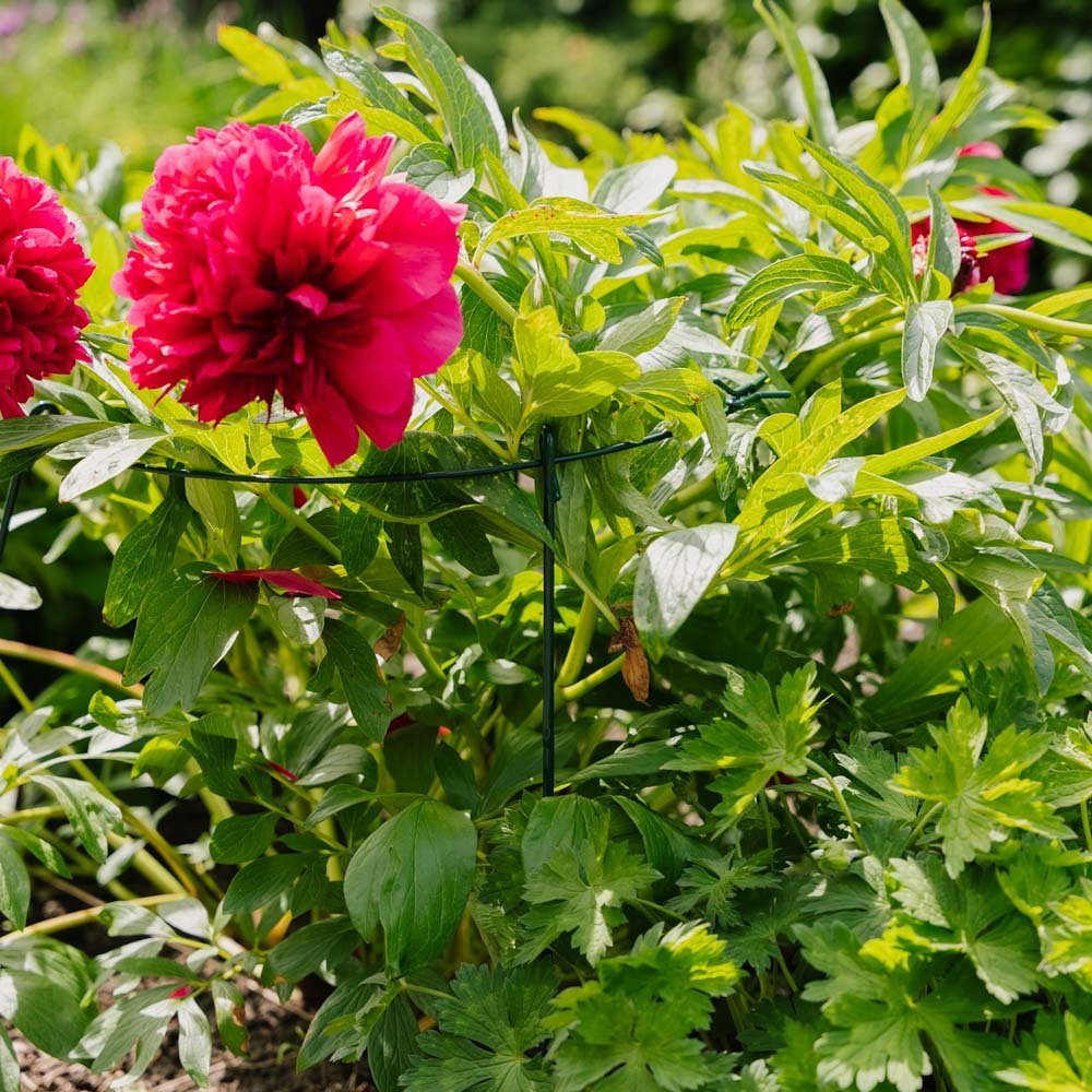 Enkel plantensteun ring, L: 40 cm B: 40 cm H: 61 cm