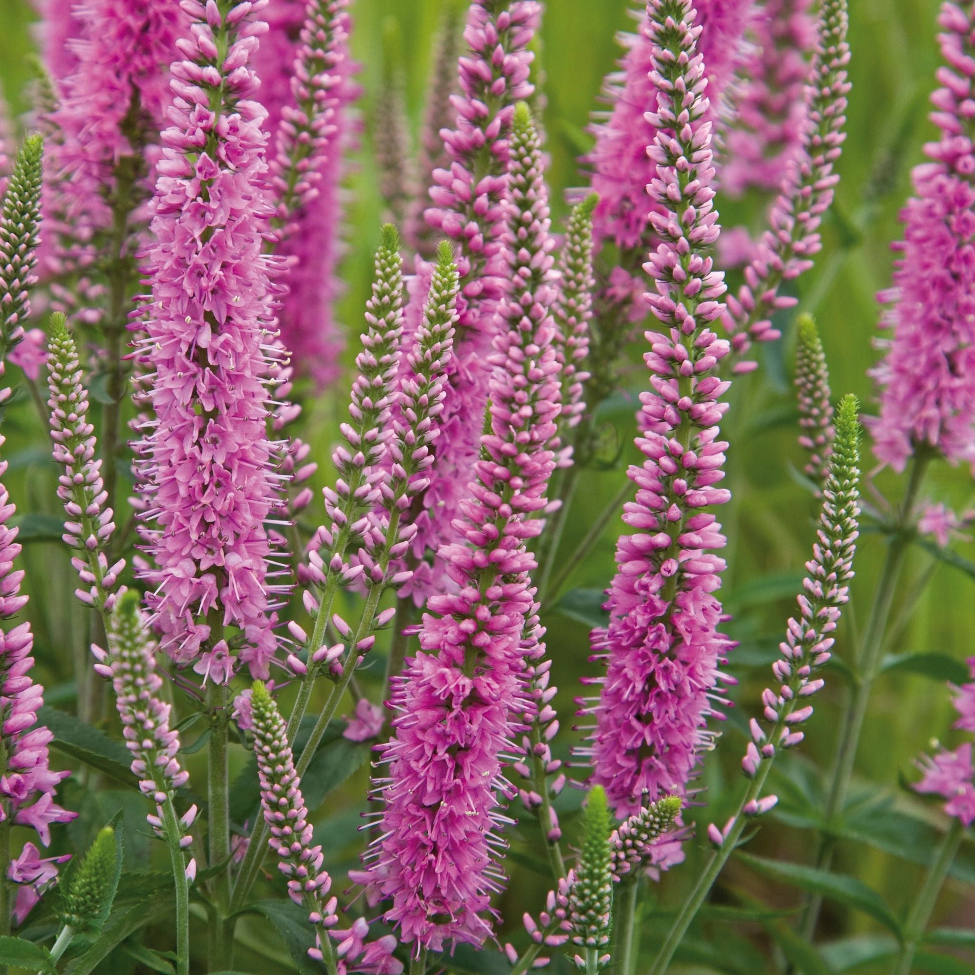 Ereprijs, Veronica 'Heidekind'
