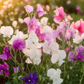 Erwtbloemzaden 'Sweet Pea Mix' - 20 biologische zaden
