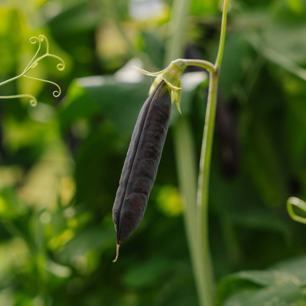 Erwtenzaden 'Blauwschokker' - 50 biologische zaden