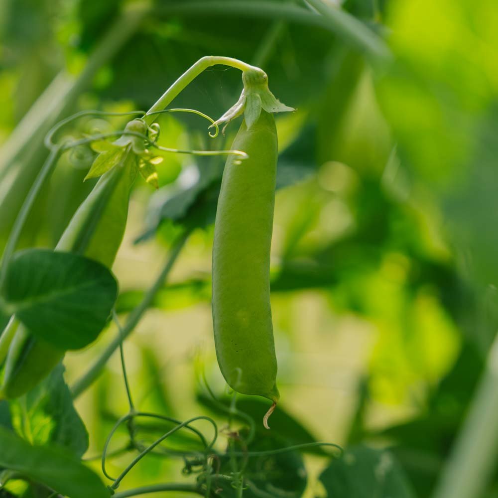 Erwtenzaden 'Eerste Vroege Mei' - 50 biologische zaden