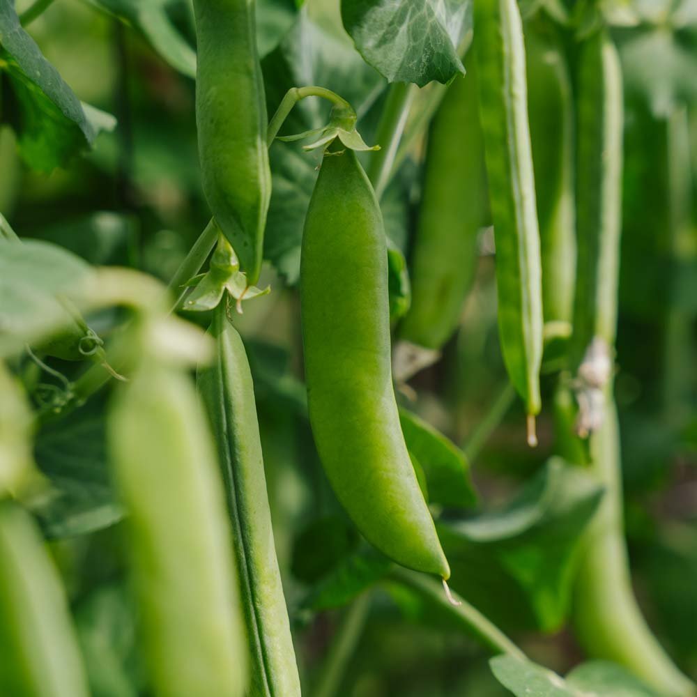Erwtenzaden 'Kelvedon Wonder' - 50 biologische zaden