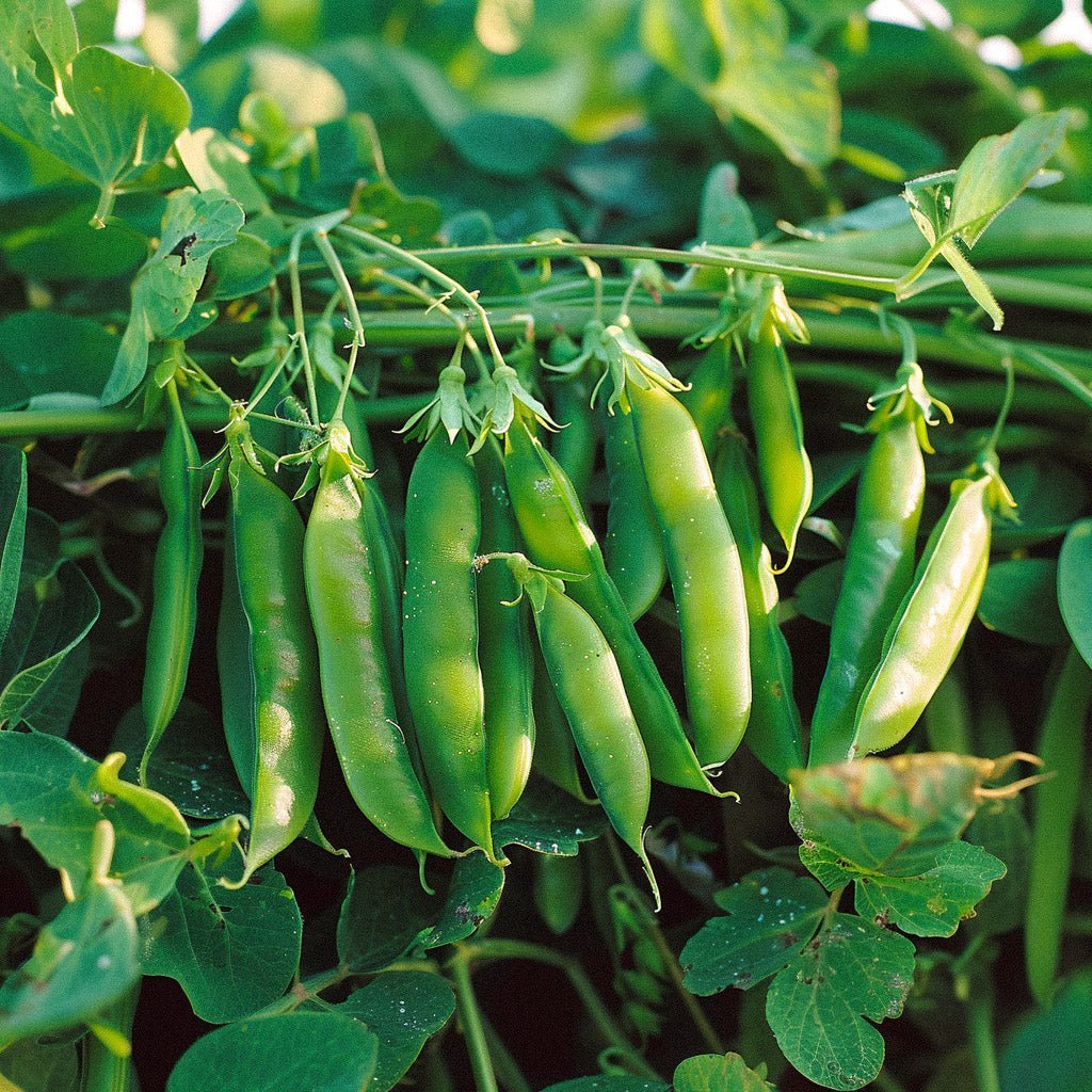 Erwtenzaden 'Kelvedon Wonder' - 50 biologische zaden