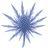 Kruisdistel wortelstokken / Eryngium