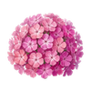 Bloemzaden